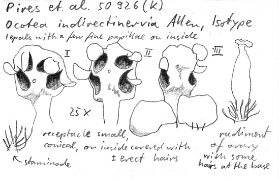 Vorschaubild Ocotea indirectinervia C.K. Allen